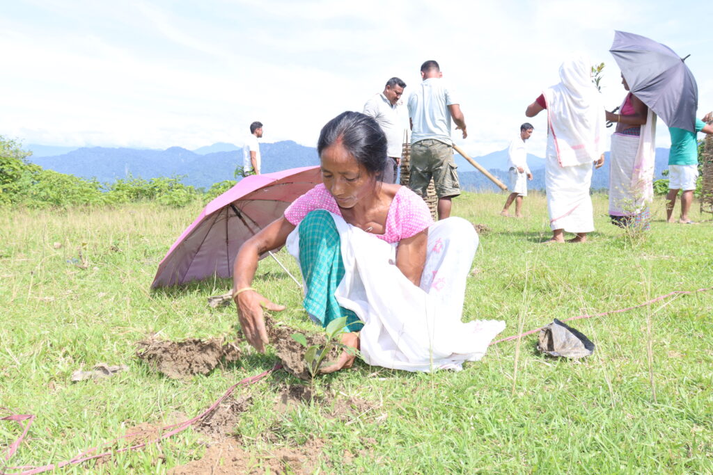 বৃক্ষৰোপণ